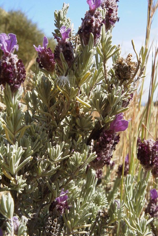 2007-04-04-136-Lavendula-dentata