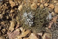 2007-04-04-144-Silver-leaved-unknown-yellow-daisy