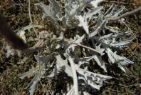 2007-04-04-145-Silver-leaved-unknown-yellow-daisy