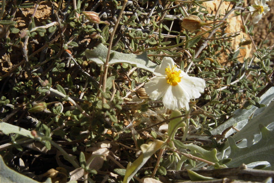 2007-04-04-146-White-rock-rose