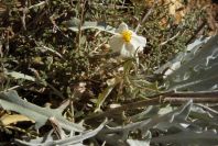 2007-04-04-147-White-rock-rose