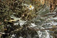 2007-04-04-148-White-rock-rose