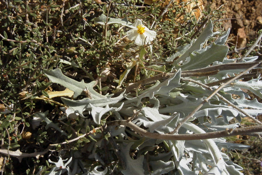 2007-04-04-148-White-rock-rose