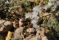 2007-04-04-150-Limonium-thounii