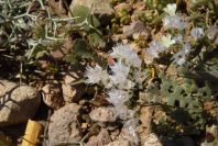 2007-04-04-151-Limonium-thounii