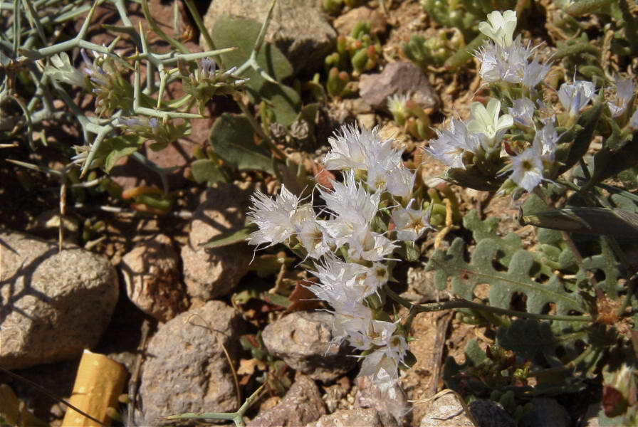 2007-04-04-151-Limonium-thounii