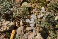 2007-04-04-152-Limonium-thounii