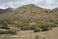 2007-04-04-157-Agave-Americana