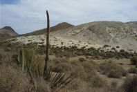 2007-04-04-158-Agave-Americana