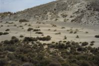 2007-04-04-159-Rampant-dunes