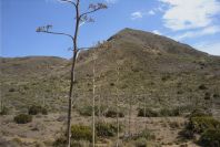 2007-04-04-161-Agave-Americana