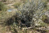 2007-04-07-005-Retamar-Thistle