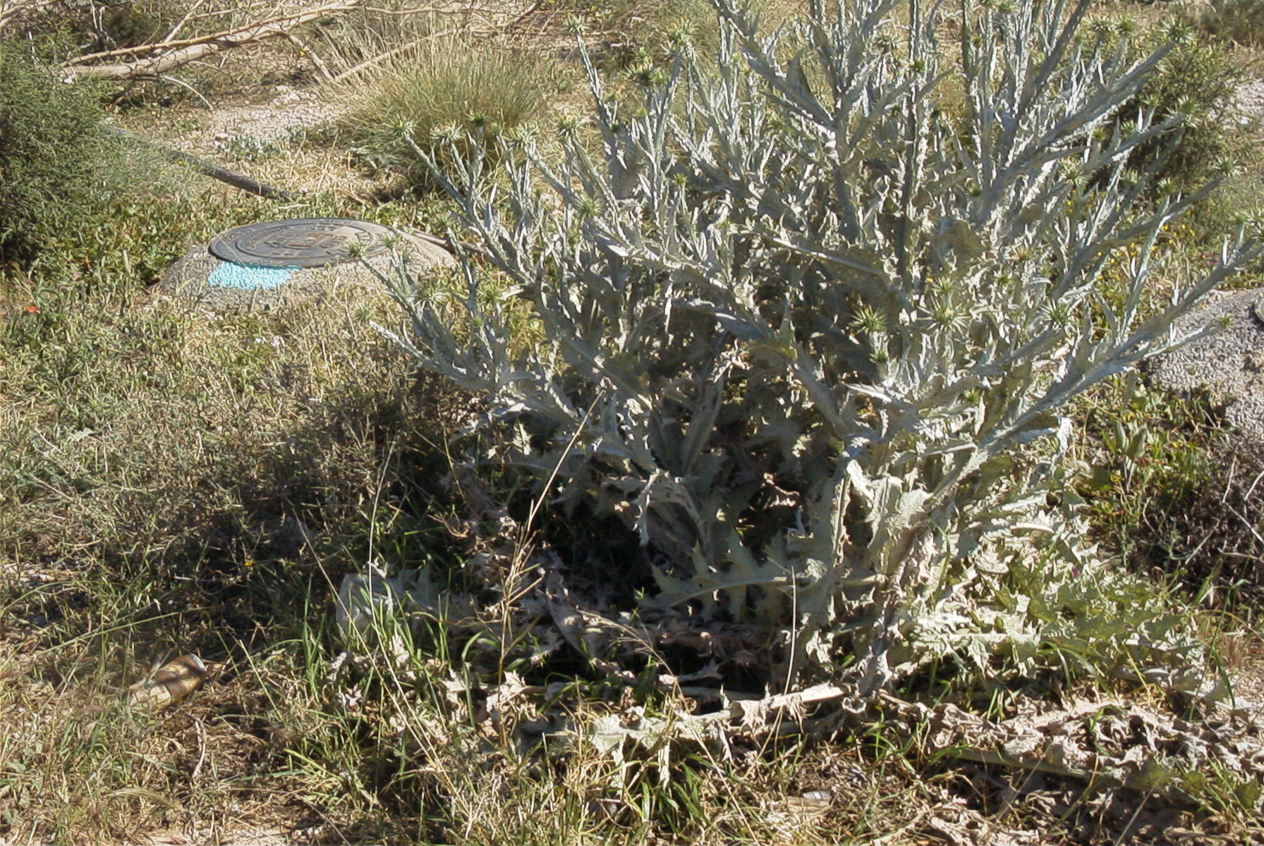 2007-04-07-005-Retamar-Thistle