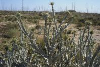 2007-04-07-006-Retamar-Thistle