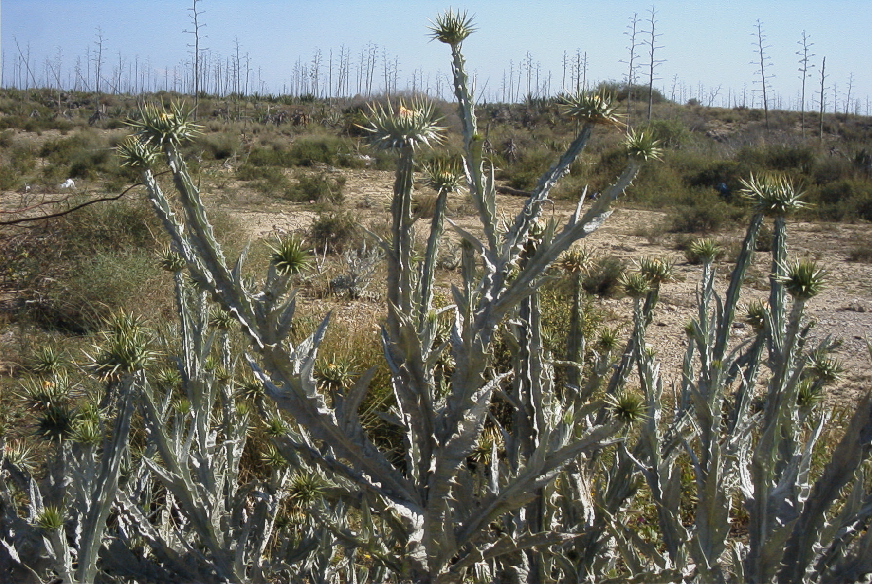 2007-04-07-006-Retamar-Thistle