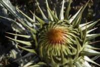 2007-04-07-007-Retamar-Thistle