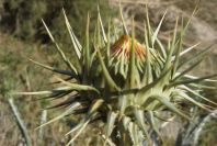 2007-04-07-008-Retamar-Thistle