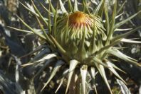 2007-04-07-009-Retamar-Thistle