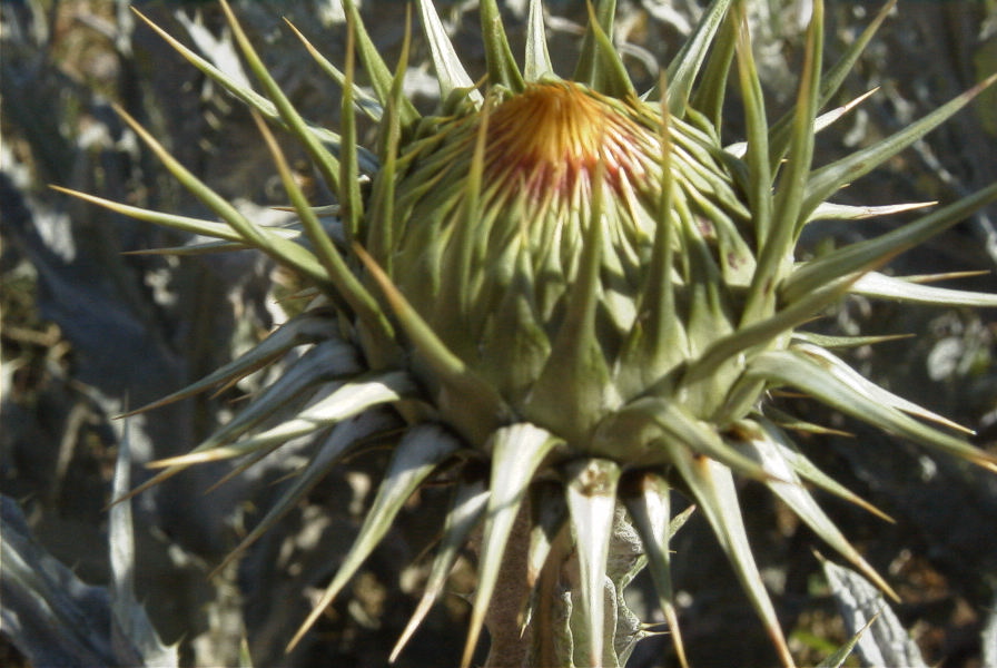 2007-04-07-009-Retamar-Thistle