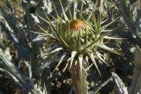 2007-04-07-010-Retamar-Thistle