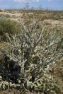 2007-04-07-011-Retamar-Thistle