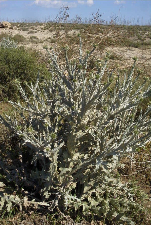 2007-04-07-011-Retamar-Thistle