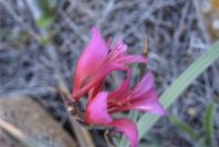 2007-04-08-001-Gladiolus
