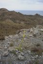 2007-04-08-006-Verbascum