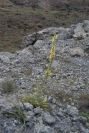 2007-04-08-007-Verbascum