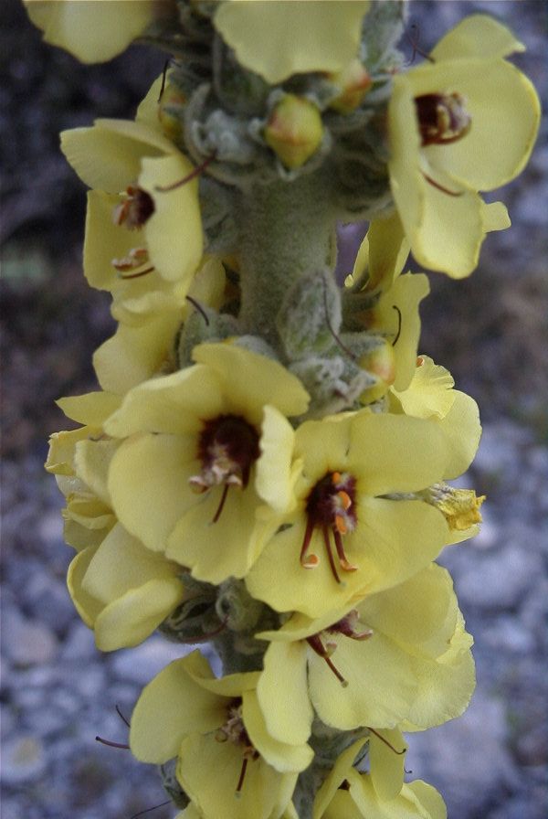 2007-04-08-008-Verbascum