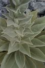 2007-04-08-009-Verbascum