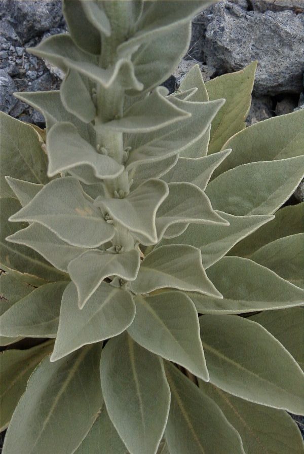 2007-04-08-009-Verbascum