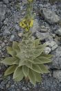 2007-04-08-010-Verbascum