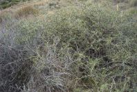 2007-04-08-012-Pod-Bush
