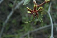 2007-04-08-013-Pod-Bush