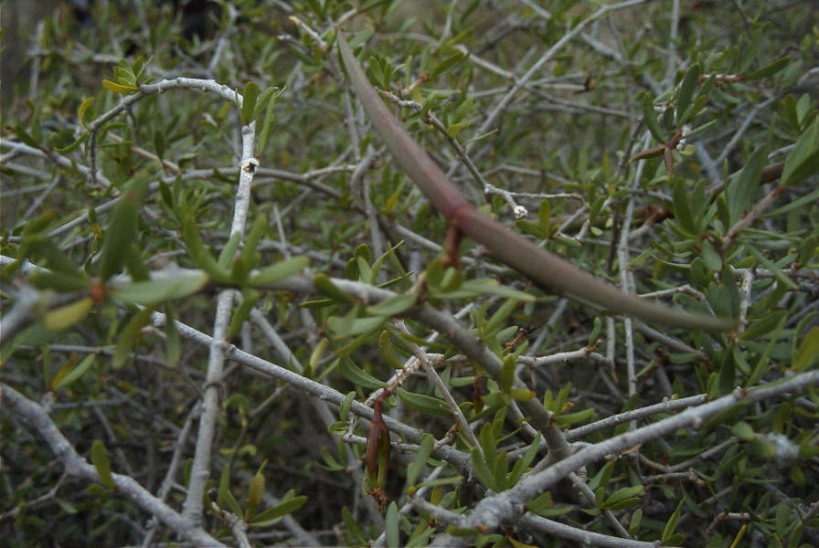 2007-04-08-014-Pod-Bush