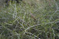 2007-04-08-015-Pod-Bush