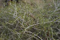 2007-04-08-016-Pod-Bush