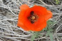 2007-04-08-033-Poppy