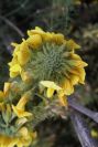 2007-04-08-035-Unknown-Yellow-Pea