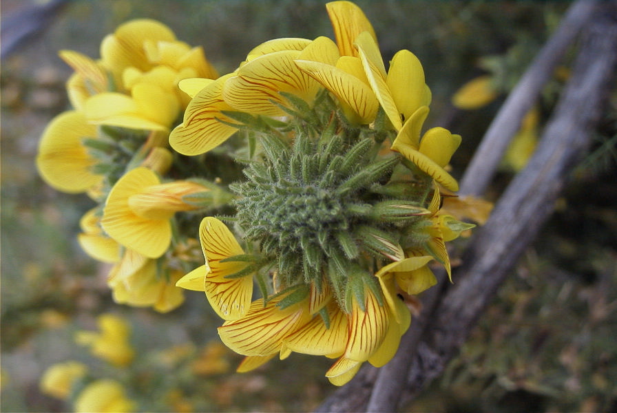 2007-04-08-036-Unknown-Yellow-Pea