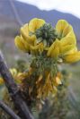 2007-04-08-037-Unknown-Yellow-Pea