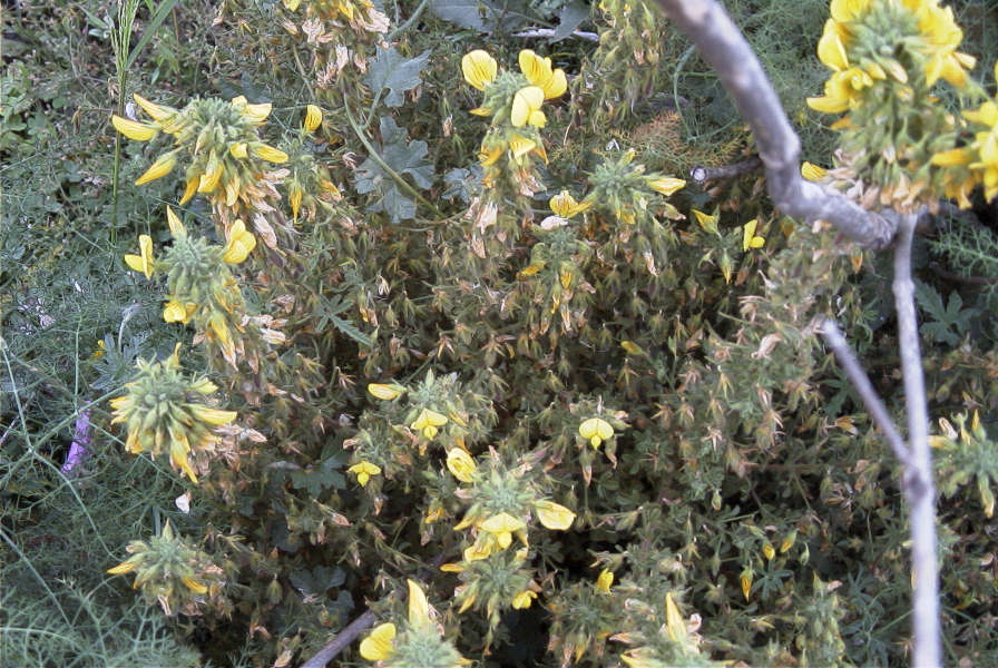 2007-04-08-039-Unknown-Yellow-Pea