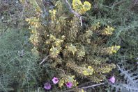 2007-04-08-040-Unknown-Yellow-Pea