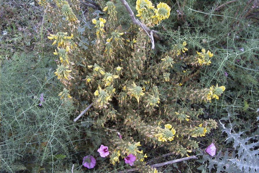 2007-04-08-040-Unknown-Yellow-Pea
