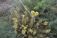 2007-04-08-041-Unknown-Yellow-Pea