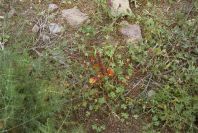 2007-04-08-042-Unknown-Red