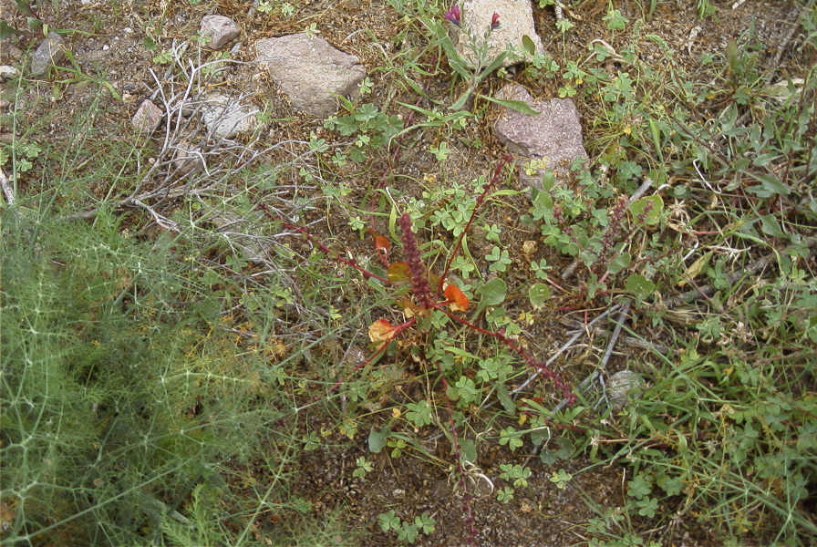 2007-04-08-042-Unknown-Red
