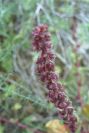 2007-04-08-043-Unknown-Red