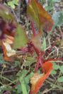 2007-04-08-044-Unknown-Red